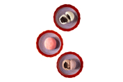  Mochi (Hindistan Cevizi) (1 Adet) 